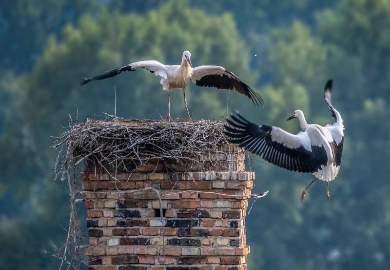 Professional Chimney Animal Removal Services in Essex, Maryland