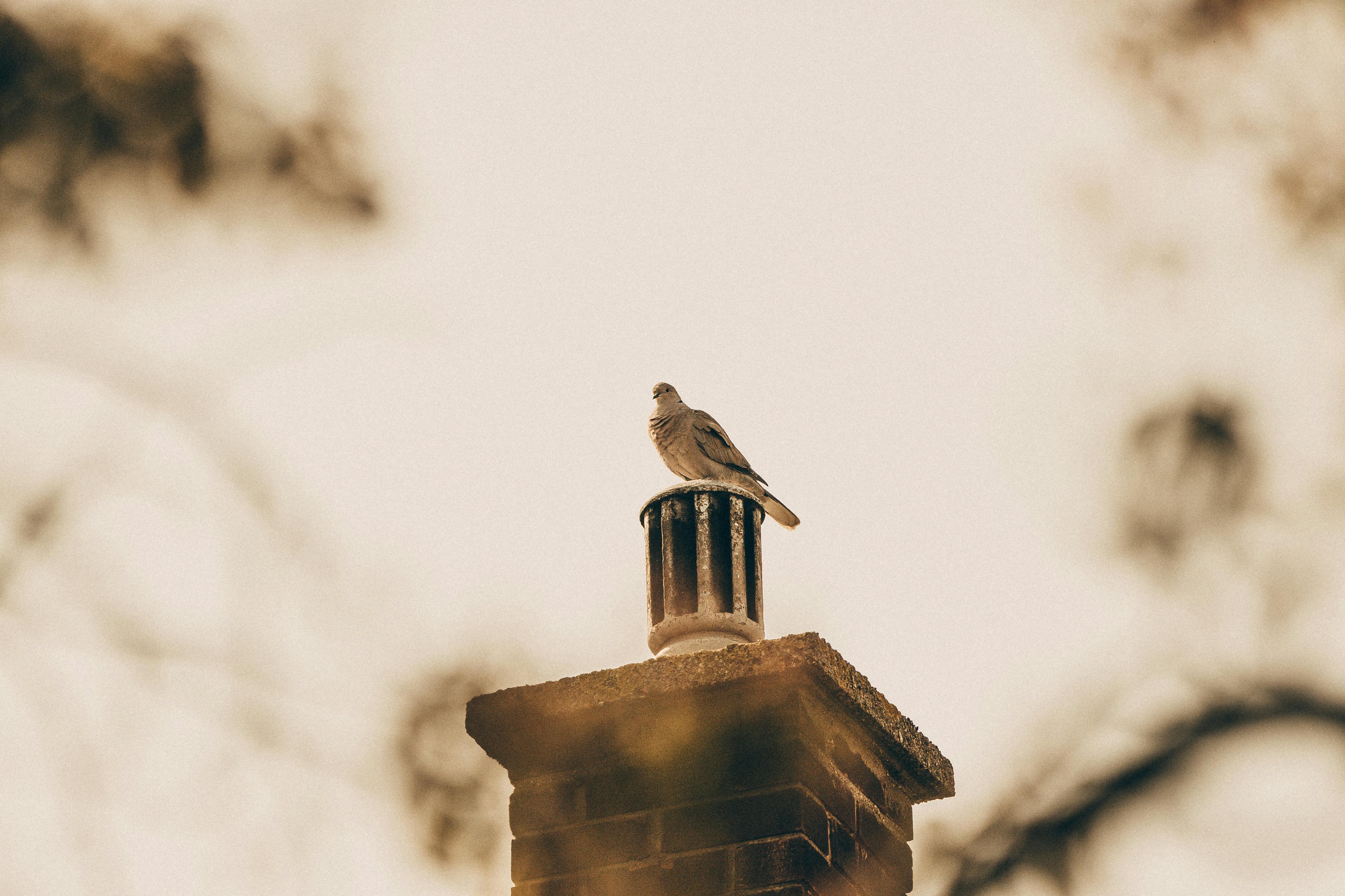 Professional Chimney Cap Installation Services in Essex, MD Expert Chimney Cap Installation in Essex, Maryland